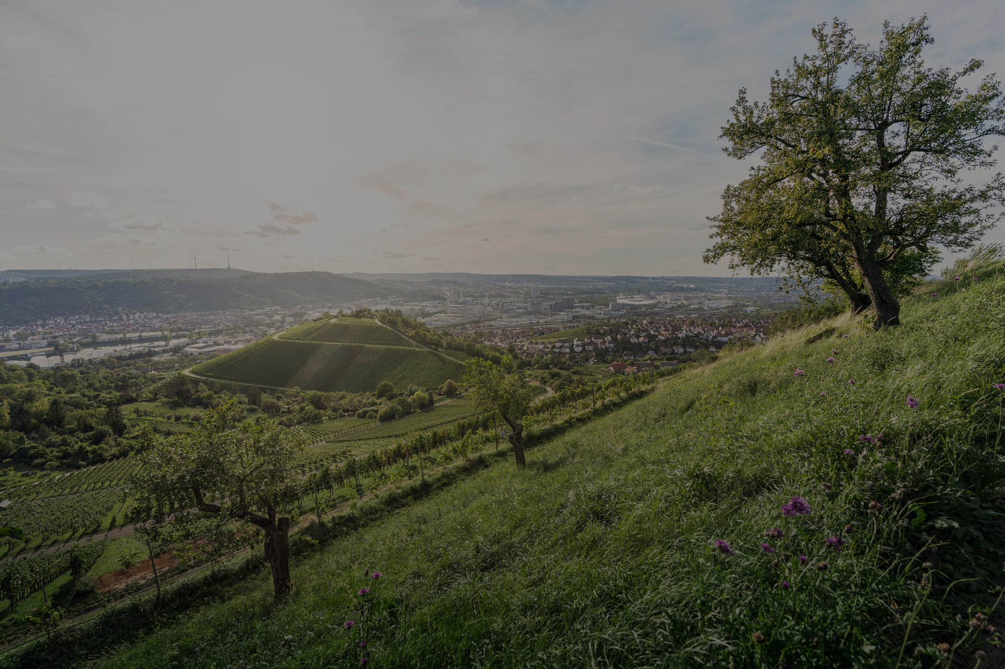 Laubblätter in der Sonne